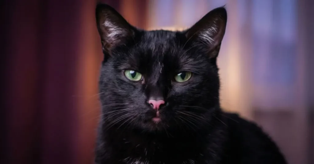 Romantic Black Cat Nicknames 